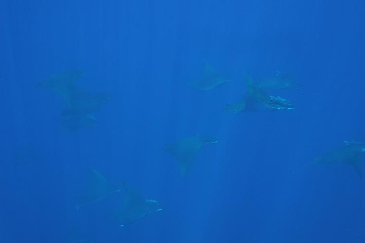 Lirio 015.jpg